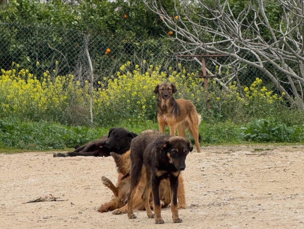 642954569 18411670495121185 2666626394528051130 n